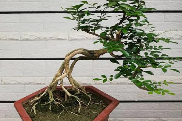 九里香不开花的原因，生长年限不足便无法开放