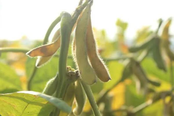 齐黄34大豆的产量特性，亩产量在217.6千克