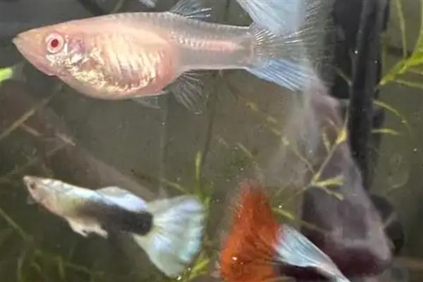 哪些鱼适合养在小鱼缸中，包括迷你鹦鹉鱼、非洲慈鲷等品种