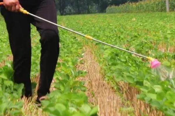 齐黄34大豆的产量特性，亩产量在217.6千克