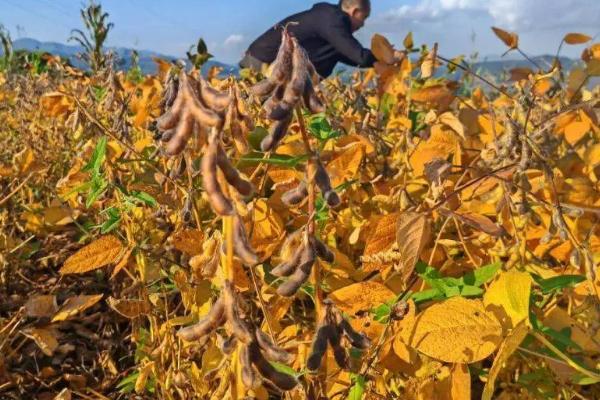 齐黄34大豆的产量特性，亩产量在217.6千克