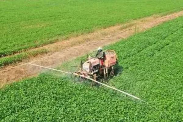 齐黄34大豆的产量特性，亩产量在217.6千克