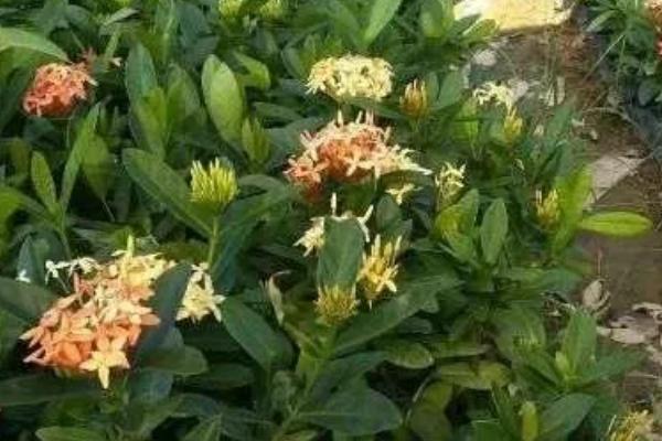 龙船花的花期，花期在每年的五到七月份