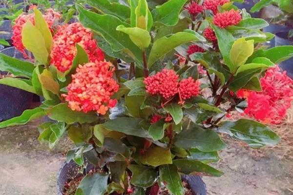龙船花的花期，花期在每年的五到七月份