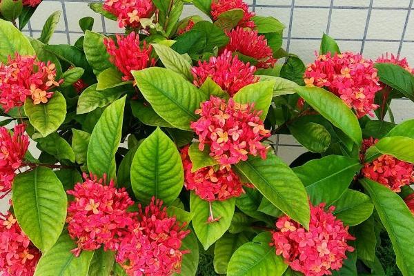 龙船花的花期，花期在每年的五到七月份