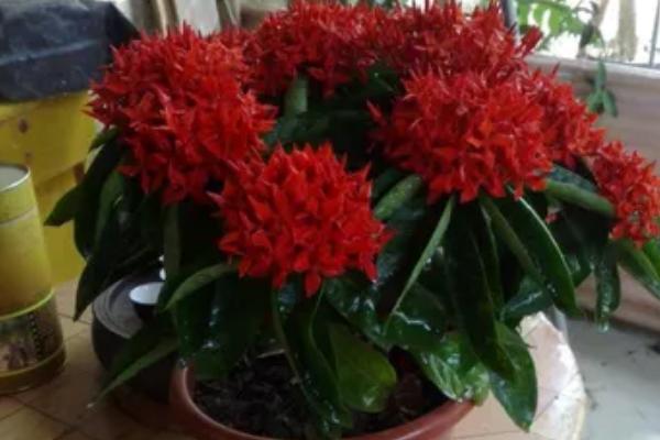 龙船花的花期，花期在每年的五到七月份