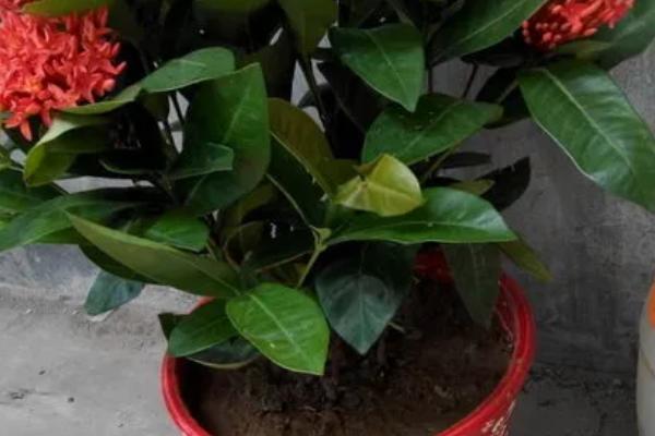 龙船花的花期，花期在每年的五到七月份