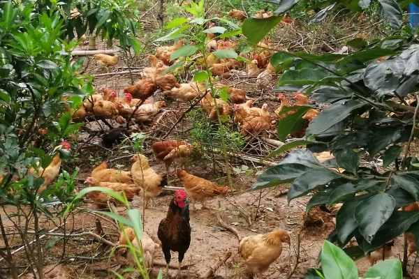 如何进行家庭养鸡，放养在果园中是适宜选择