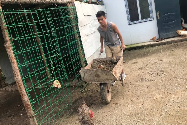 如何进行家庭养鸡，放养在果园中是适宜选择