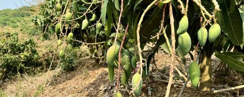 芒果在树上能自然熟吗，在树上可以自然成熟