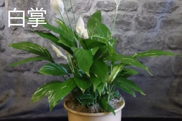 养殖厂吸收氨气的植物有哪些，有白掌、合果芋等