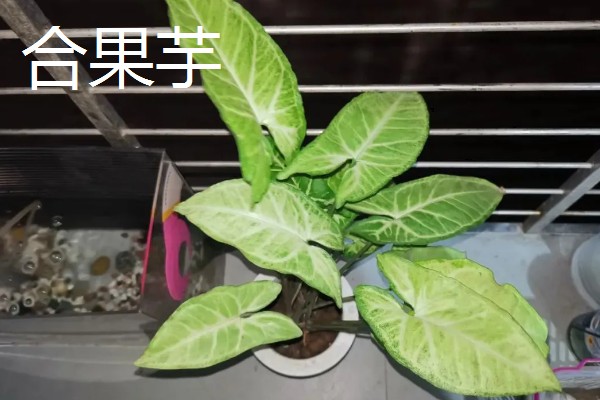 养殖厂吸收氨气的植物有哪些，有白掌、合果芋等