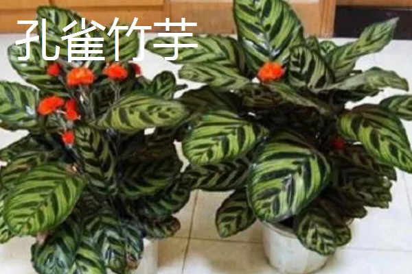 养殖厂吸收氨气的植物有哪些，有白掌、合果芋等