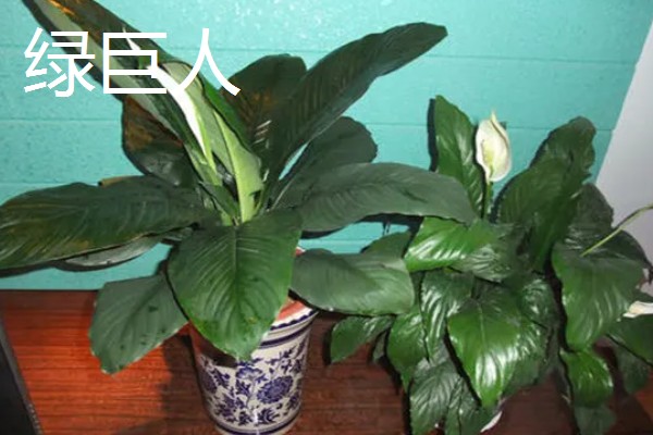 养殖厂吸收氨气的植物有哪些，有白掌、合果芋等