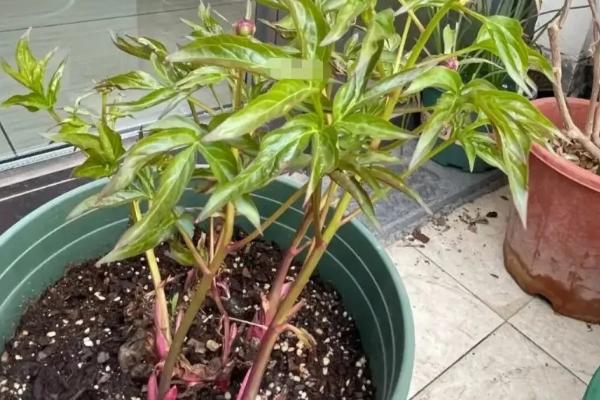 芍药出芽后的养殖方法，放在阳光充足的位置可加快生长速度