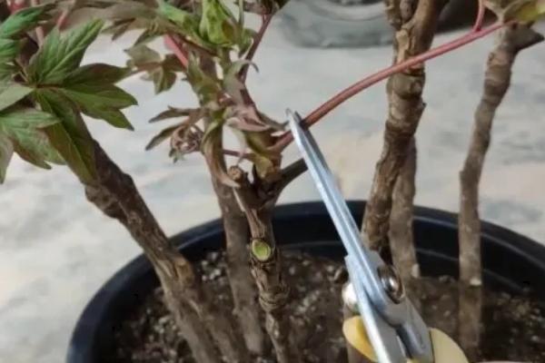芍药出芽后的养殖方法，放在阳光充足的位置可加快生长速度