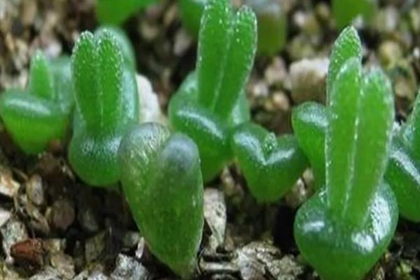 如何种植碧光环，播种后不用覆土但要用塑料膜将花盆封口