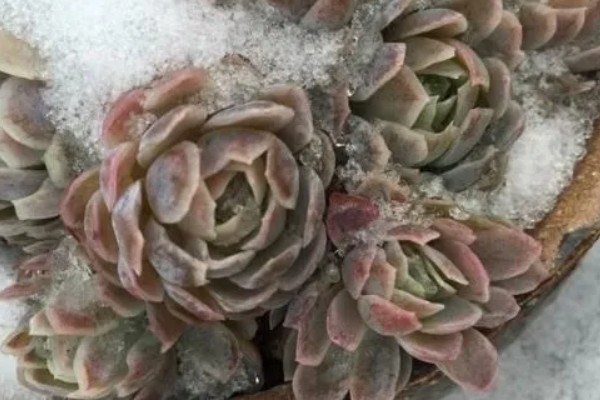 多肉被冻了能不能缓过来，要根据植株冻伤程度而定