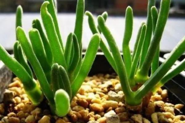 如何种植碧光环，播种后不用覆土但要用塑料膜将花盆封口