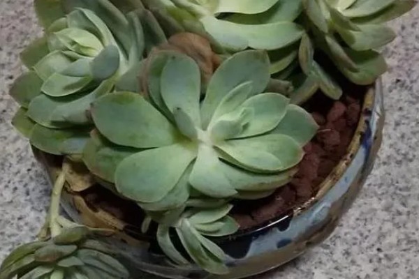 多肉被冻了能不能缓过来，要根据植株冻伤程度而定