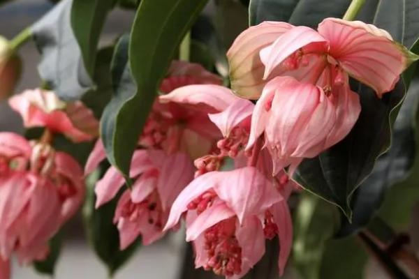 宝莲灯花怎么养，花期湿度不宜过大