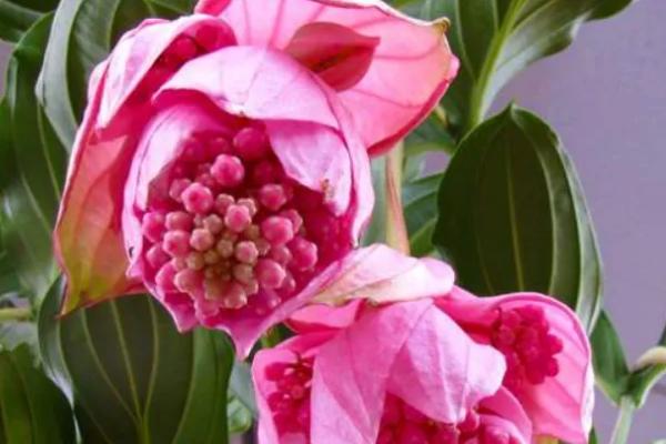 宝莲灯花怎么养，花期湿度不宜过大