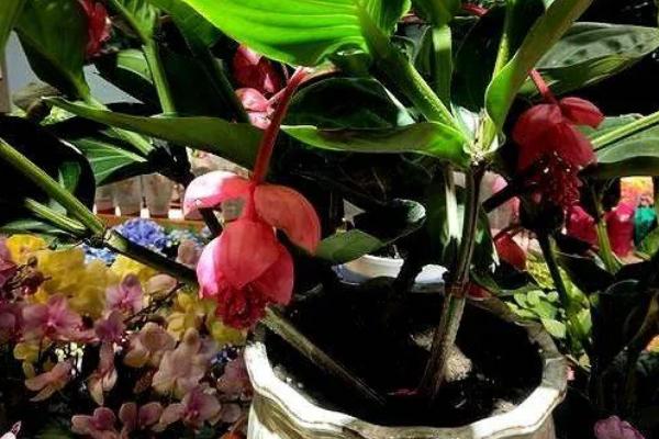 宝莲灯花怎么养，花期湿度不宜过大