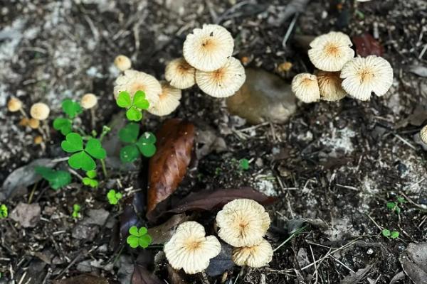 怎么判断蘑菇是否有毒，毒蘑菇常长在阴暗、潮湿的肮脏地带