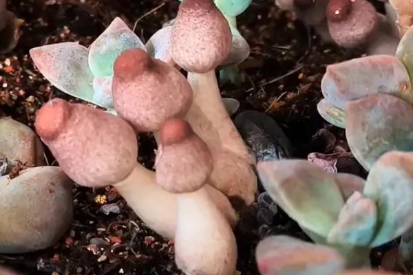 怎么判断蘑菇是否有毒，毒蘑菇常长在阴暗、潮湿的肮脏地带
