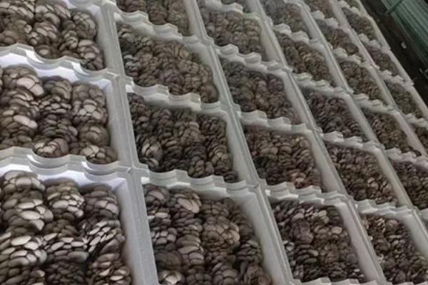 怎么判断蘑菇是否有毒，毒蘑菇常长在阴暗、潮湿的肮脏地带