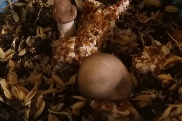 怎么判断蘑菇是否有毒，毒蘑菇常长在阴暗、潮湿的肮脏地带