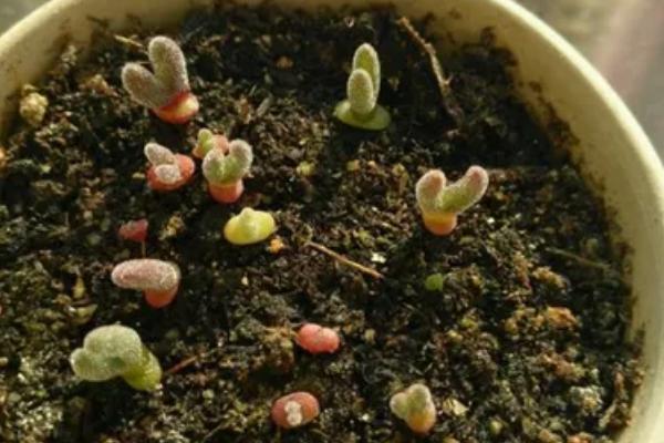 如何种植碧光环，播种后不用覆土但要用塑料膜将花盆封口