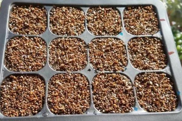 如何种植碧光环，播种后不用覆土但要用塑料膜将花盆封口
