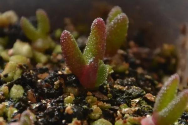 如何种植碧光环，播种后不用覆土但要用塑料膜将花盆封口