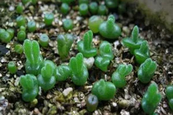 如何种植碧光环，播种后不用覆土但要用塑料膜将花盆封口