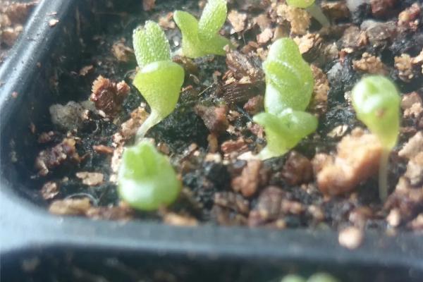 如何种植碧光环，播种后不用覆土但要用塑料膜将花盆封口