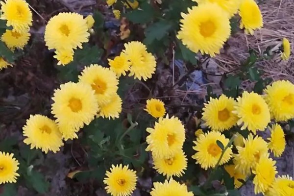 菊花可以种在地里吗，是可以种在地里的