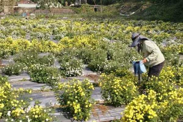 菊花可以种在地里吗，是可以种在地里的