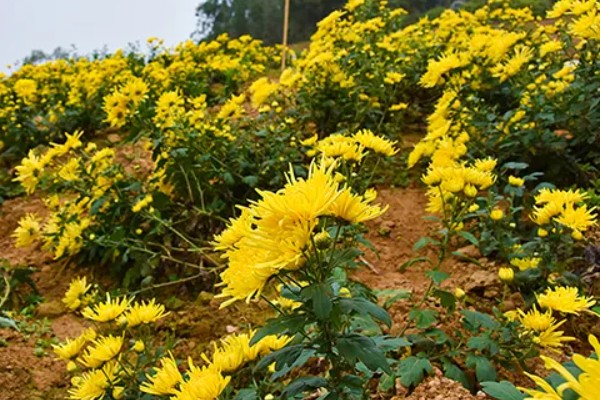 菊花可以种在地里吗，是可以种在地里的