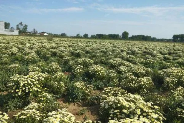 菊花可以种在地里吗，是可以种在地里的