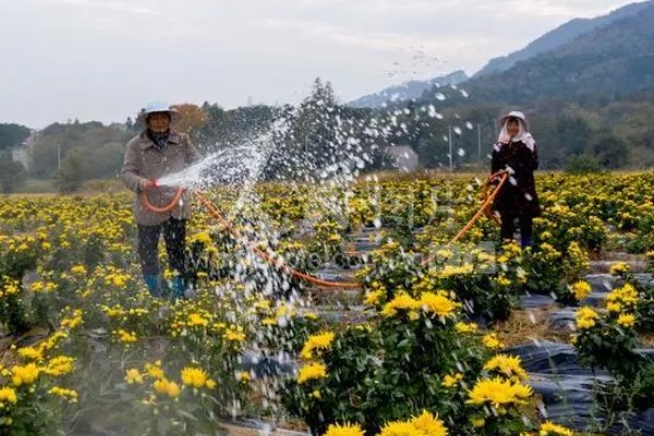 菊花可以种在地里吗，是可以种在地里的