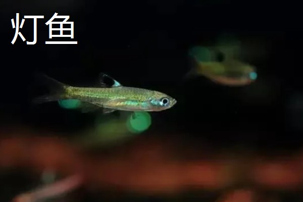 鱼缸老水呈酸性吗，产生的亚硝酸盐和硝酸盐属于酸性物质