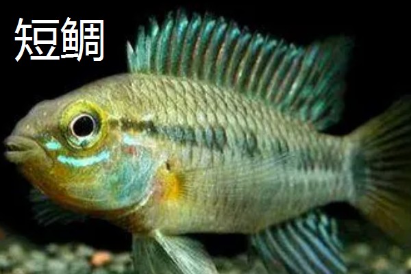 鱼缸老水呈酸性吗，产生的亚硝酸盐和硝酸盐属于酸性物质