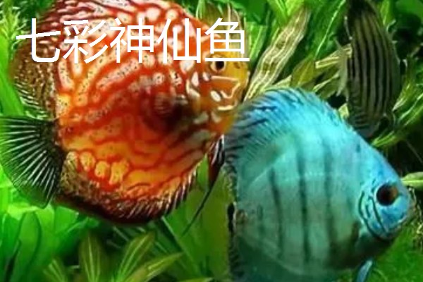 鱼缸老水呈酸性吗，产生的亚硝酸盐和硝酸盐属于酸性物质