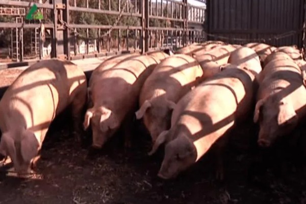 肉猪出栏体重，需达到90-110公斤