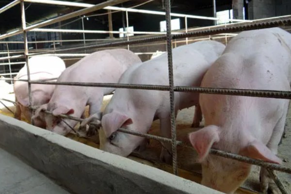 肉猪出栏体重，需达到90-110公斤