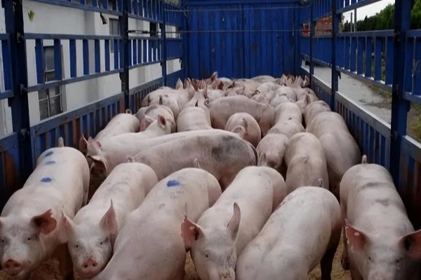 肉猪出栏体重，需达到90-110公斤