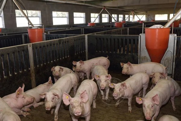 肉猪出栏体重，需达到90-110公斤
