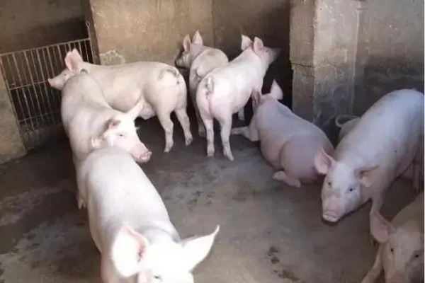 肉猪出栏体重，需达到90-110公斤