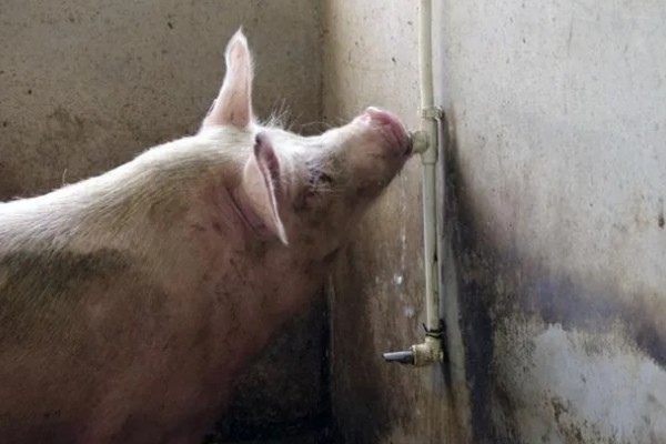 肉猪出栏体重，需达到90-110公斤